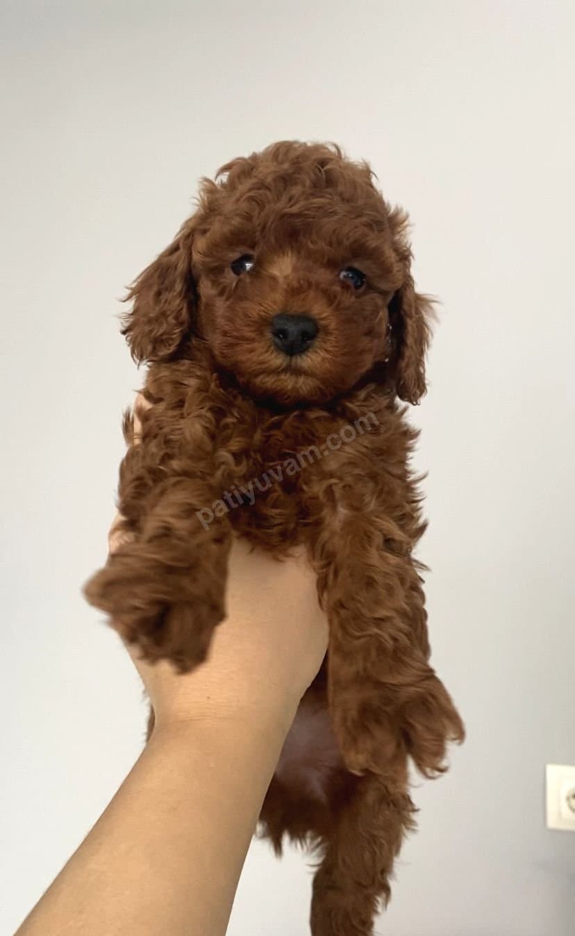 Mini Teacup Toy Poddle Yavrularımız