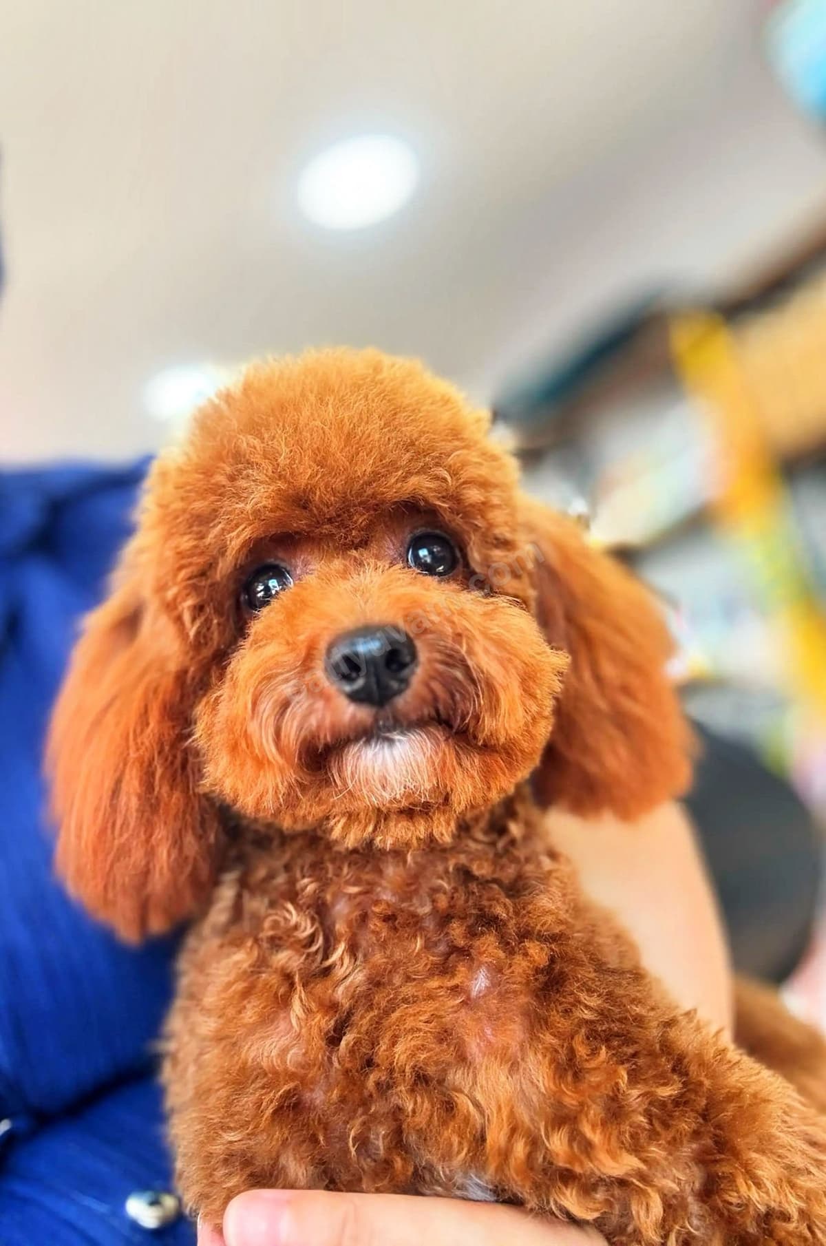 Yetişkin Toy Poddle Arayanlar İçin