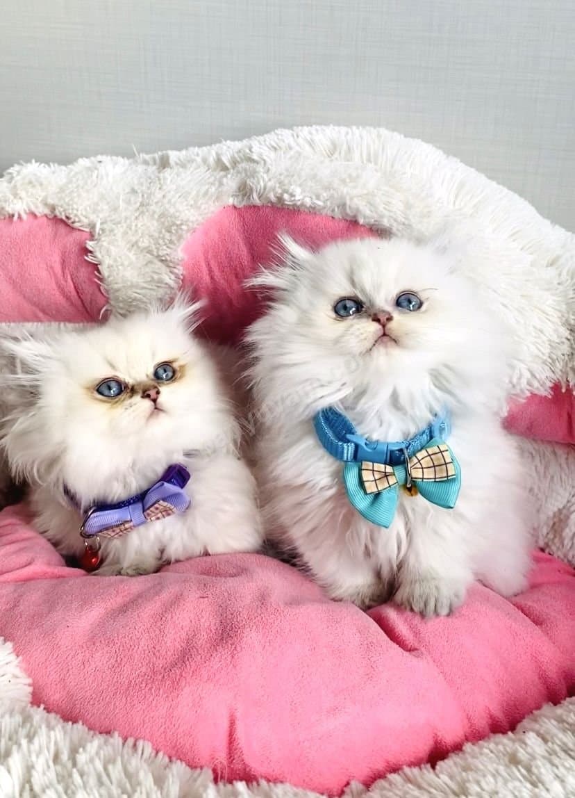 Kaliteli Irk Mavi Gözlü British Longhair Yavrularımız