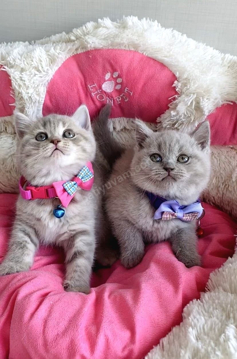 Orijinal Irk Brithish Shorthair Yavrularımız