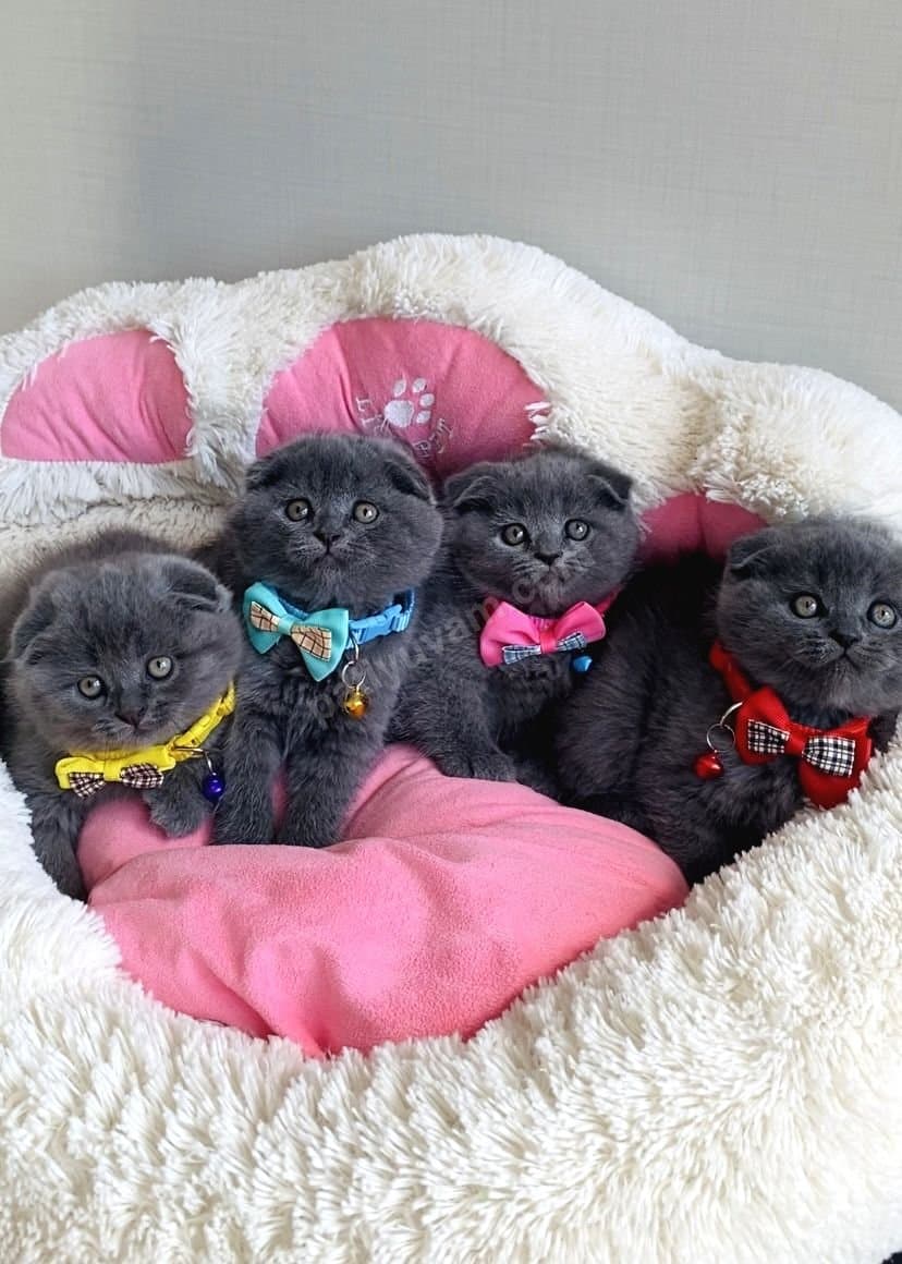 Ayı Surat Blue Scottish Fold Yavrularımız