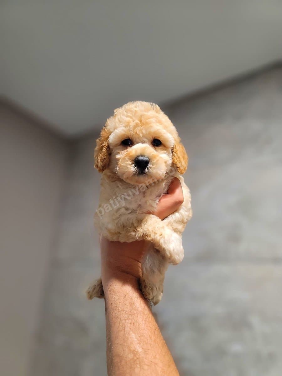 Safkan poodle yavrular