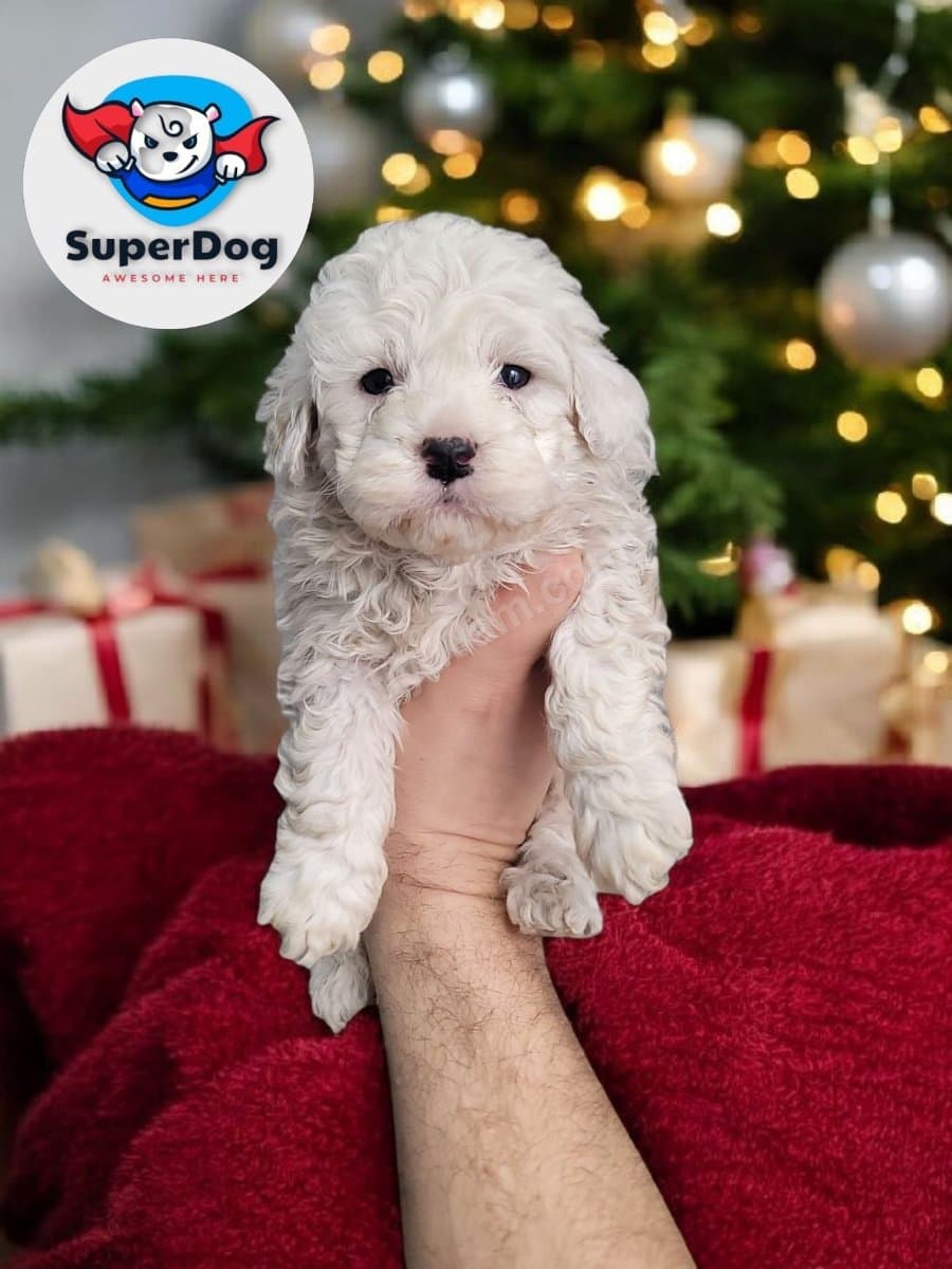 Tecaup Maltese bebekler