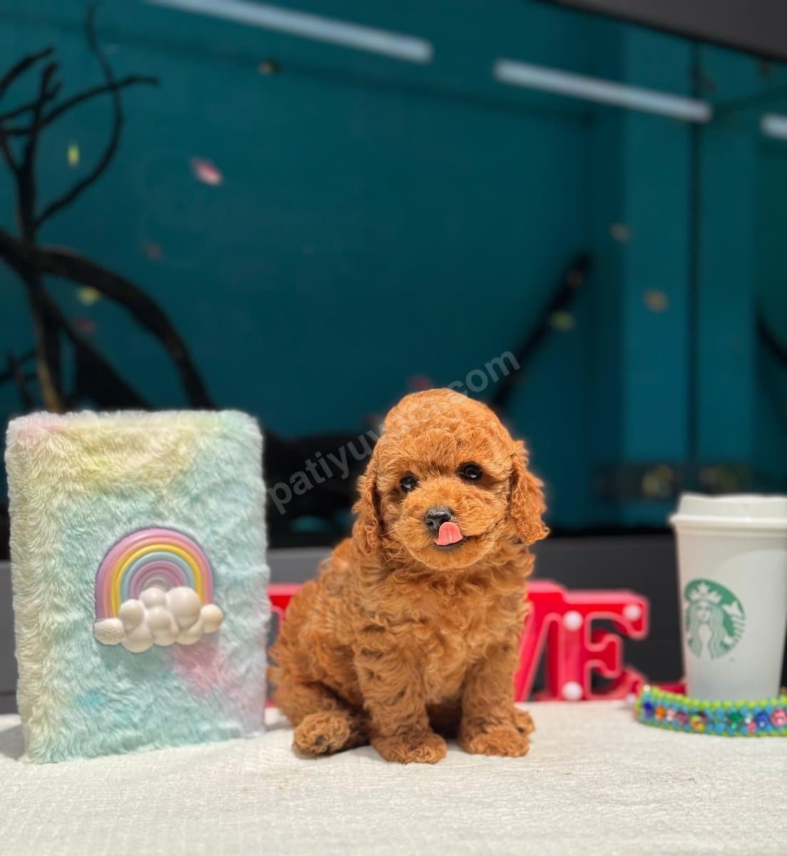 Mikro tecaup poodle yavrular