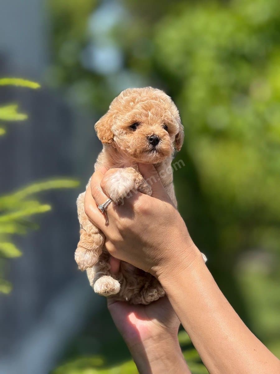 Harika poodle yavrular